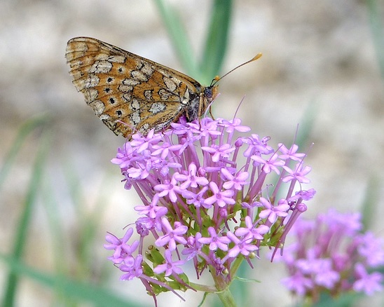marsh fritillary